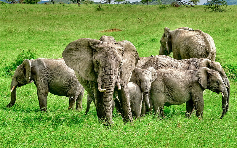 Elephants, family, Africa, a herd of elephants, green grass, field, wildlife, HD wallpaper