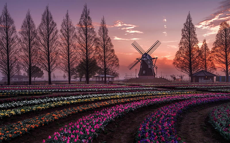 Spring in Holland, Netherlands, trees, Holland, Netherlands, windmill, spring, tulips, HD wallpaper