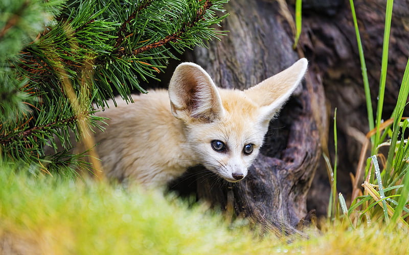 Fennex fox, fennec, fox, animal, vulpe, cute, nature, HD wallpaper