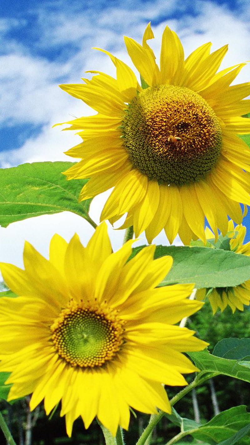 Sun Flowers nature, plants, HD phone wallpaper