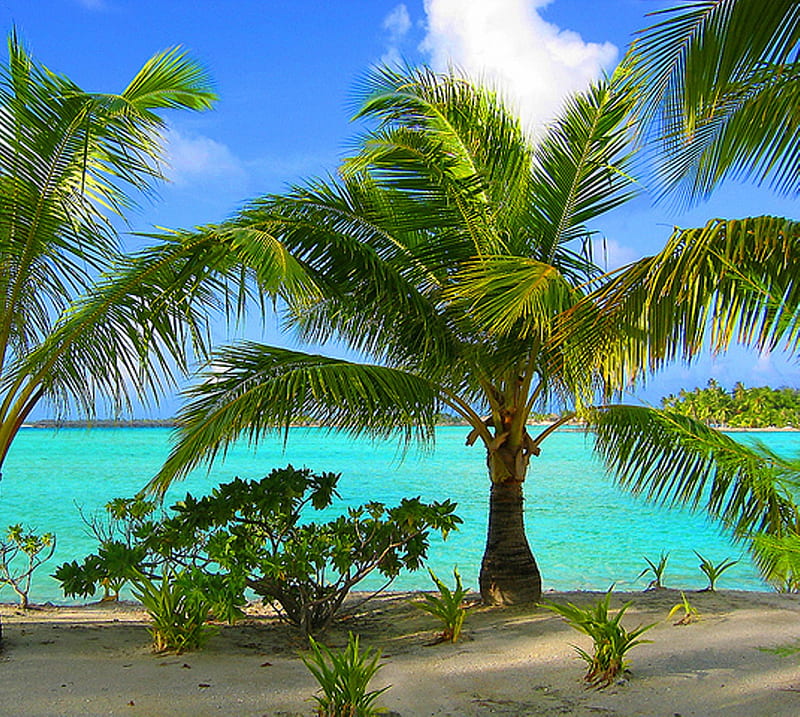 Bora Bora Palms, beach, bora bora, green, ocean, palm trees, teal, HD wallpaper