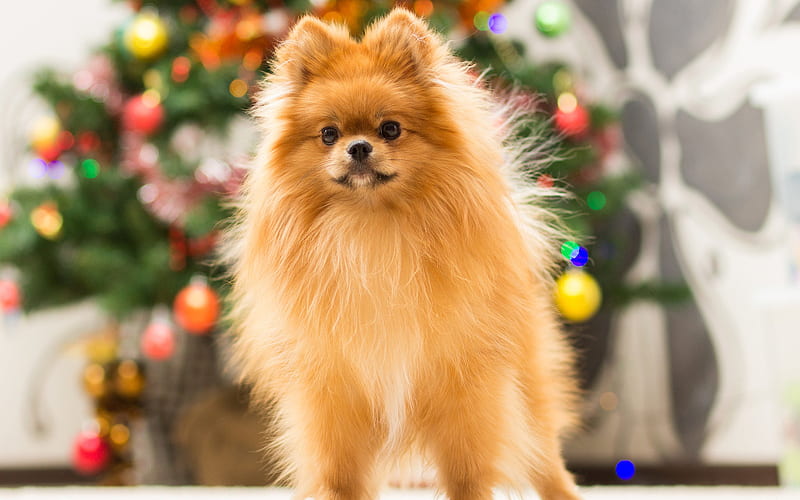 Pomeranian dog fluffy dog, cute animals, decorative dogs, New Year, Christmas, HD wallpaper