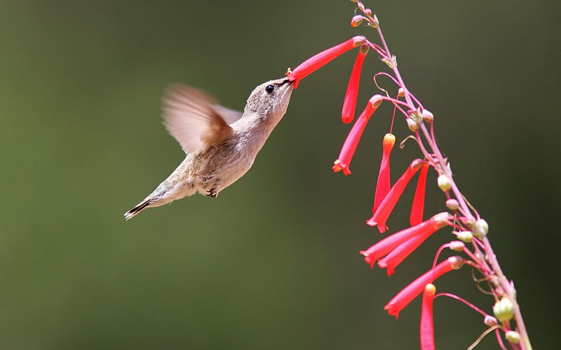 Hummingbird-Animal selection, HD wallpaper