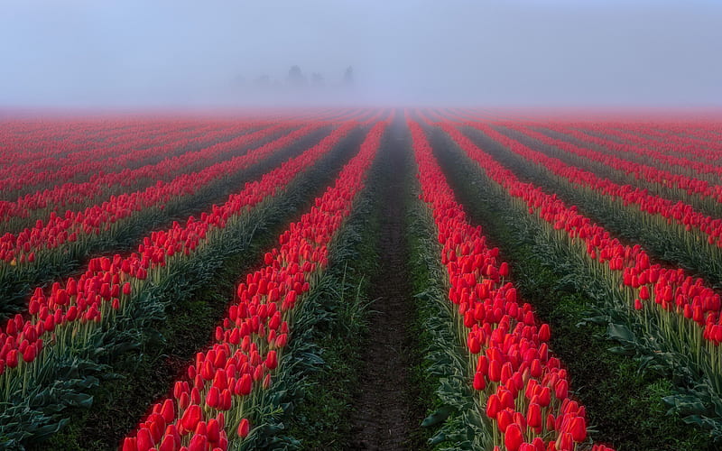 field with tulips, red tulips, wildflowers, morning, fog, Netherlands, beautiful flower field, tulips, HD wallpaper