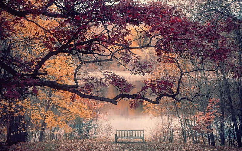 pond, autumn park, bench, HD wallpaper