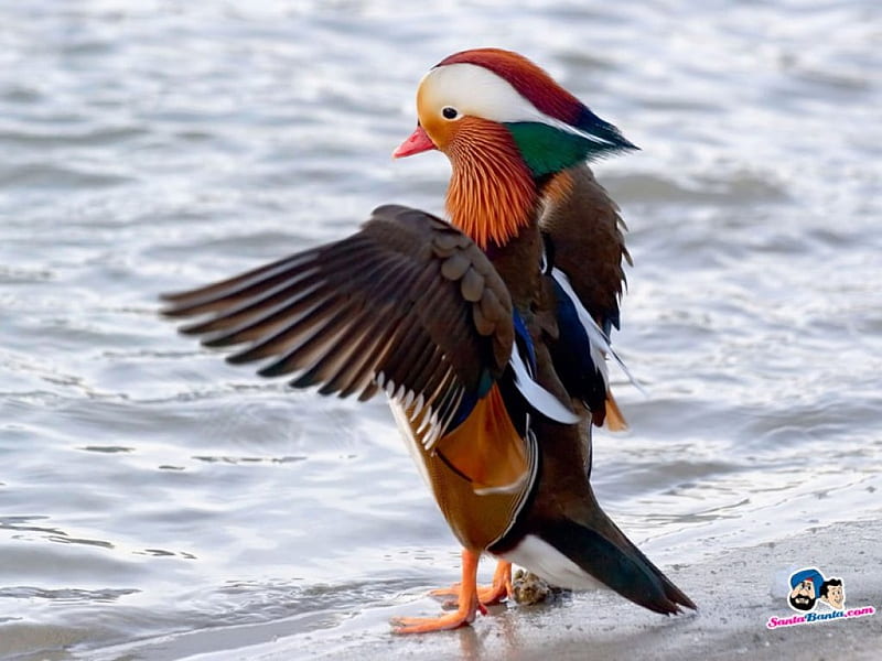 Mandarin duck, beach, colorful, male, waves, HD wallpaper