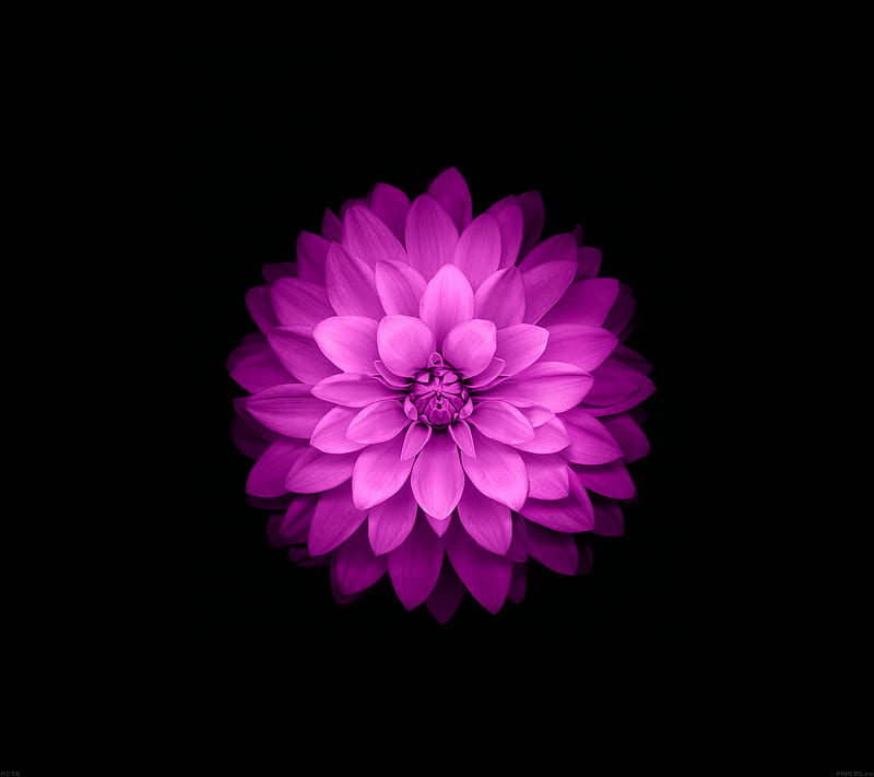 pink lotus, black, flower, purple, HD wallpaper