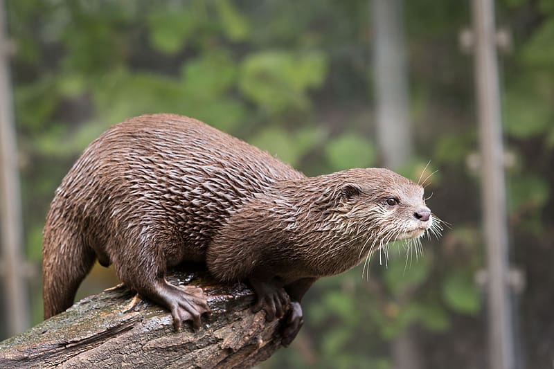 Animal, Otter, HD wallpaper