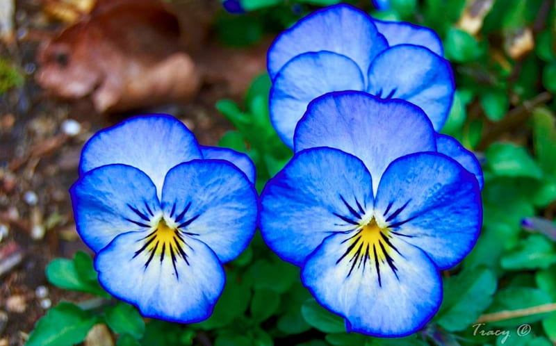 Pensamientos, flores, jardín, primavera, azul, Fondo de pantalla HD | Peakpx