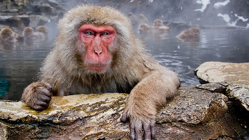 ahhh, red face, monkey, hot springs, snow, HD wallpaper