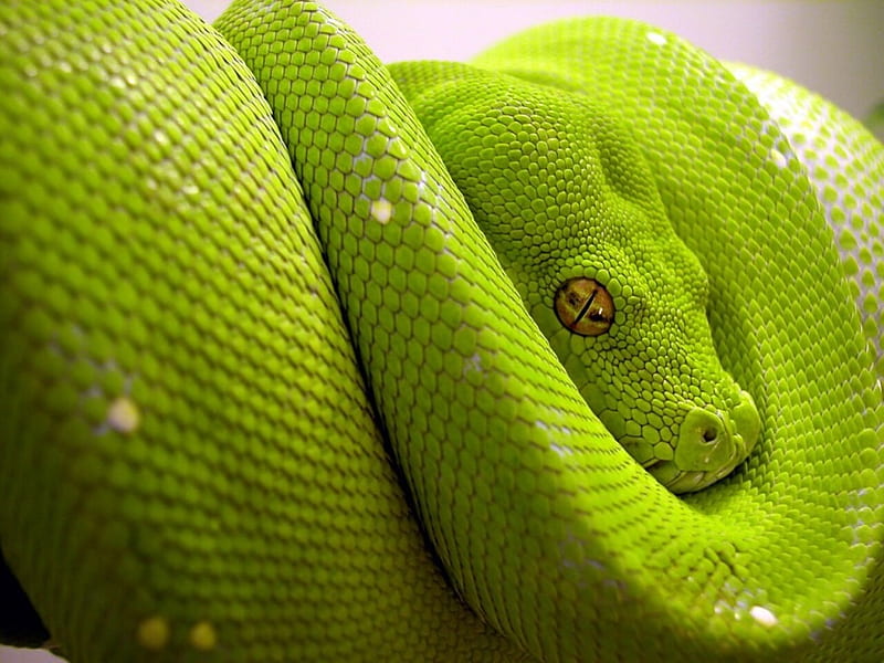 Green Snake, cobra, snake, animal, HD wallpaper