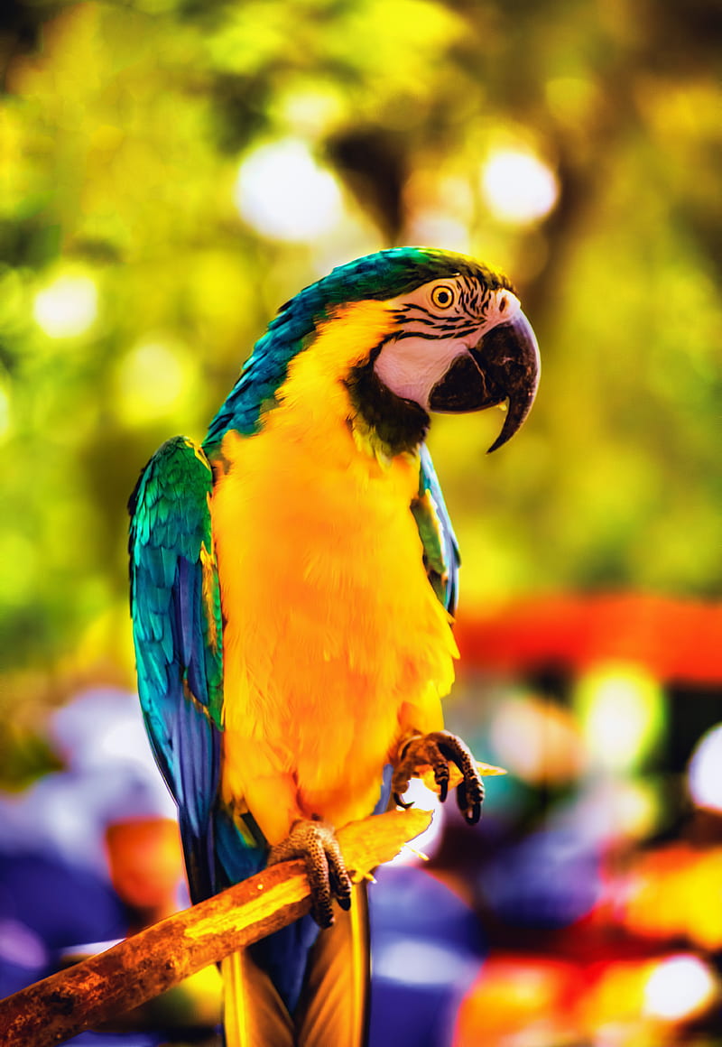 macaw, parrot, bird, bright, branch, HD phone wallpaper