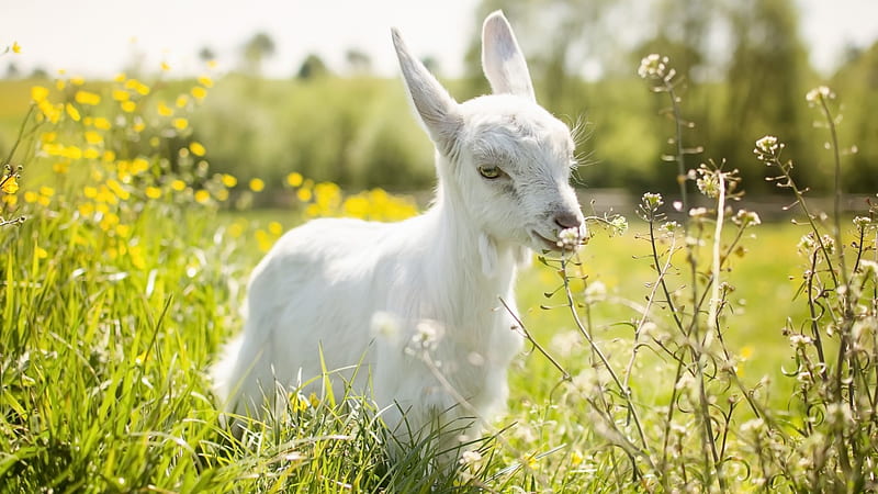 White Goat, cute, white, goat, animals, HD wallpaper | Peakpx