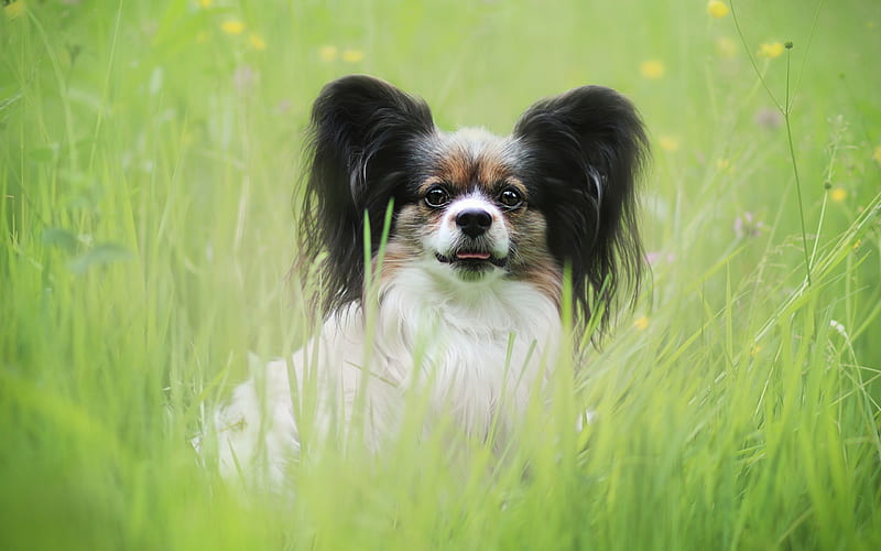 Papillon dog, cute animals, dog in the grass, black big ears, Continental Toy Spaniel, dogs, pets, Epagneul Nain, HD wallpaper