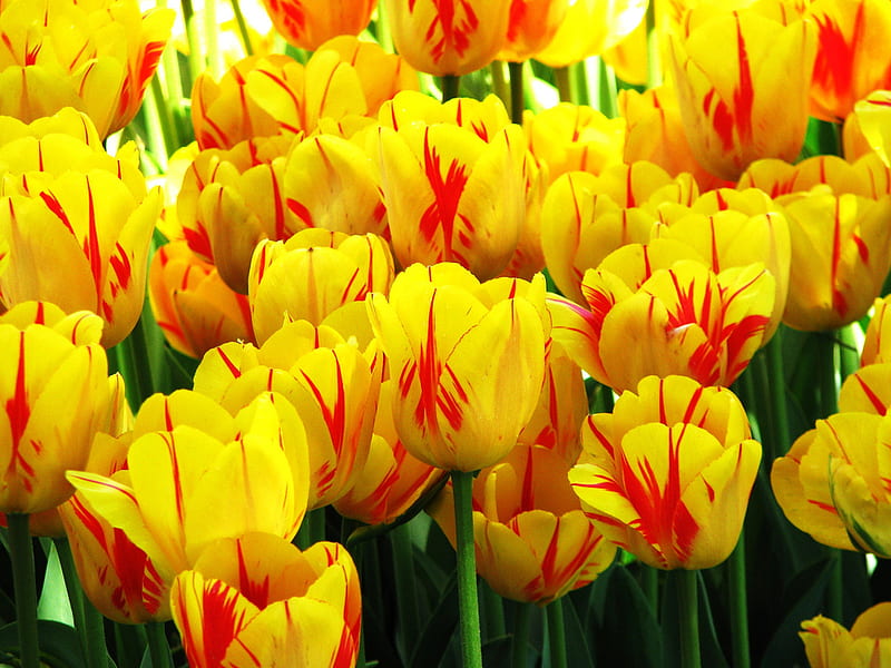 Colourful, yellow, red, flowers, tulips, HD wallpaper | Peakpx