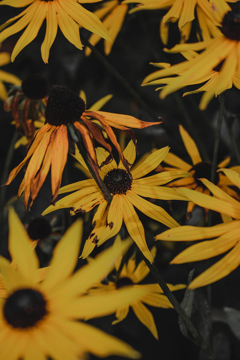 yellow and black flower in macro lens graphy, HD phone wallpaper