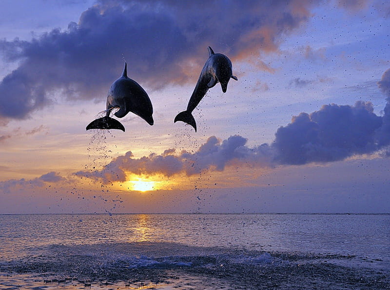 dolphin jump, dolphin, jump, sea, sunsets, HD wallpaper