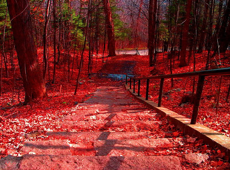 Steps to Autumn Forest, red, leaves, color, stairs, trees, HD wallpaper