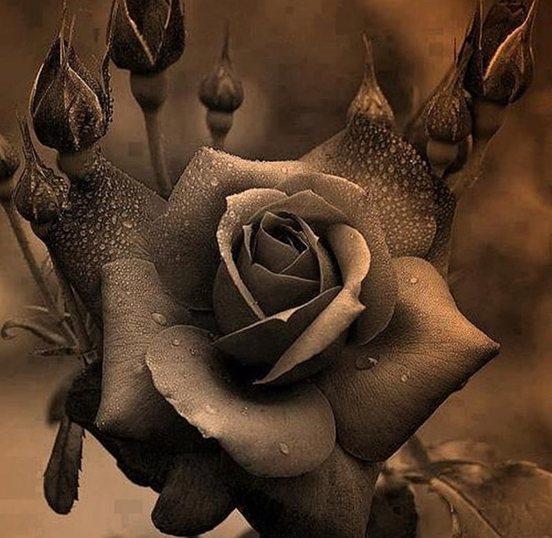sepia, graphy, flowers, nature, roses, HD wallpaper
