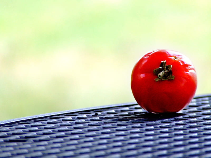 Freshly Picked Tomato, fruit, tomato, graphy, fresh, picked, HD wallpaper