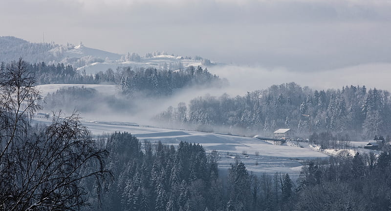 fog, winter, trees, fir, snow, switzerland, HD wallpaper