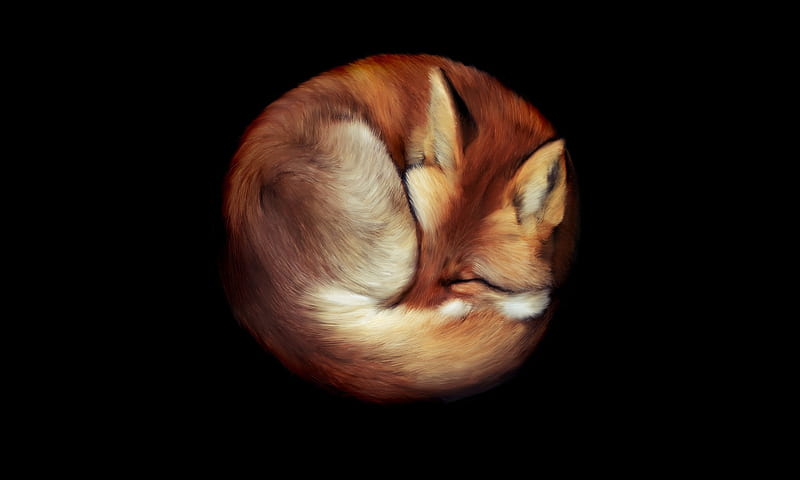 Fox, red, fantasy, sleep, vulpe, luminos, black, animal, minimalism, HD wallpaper