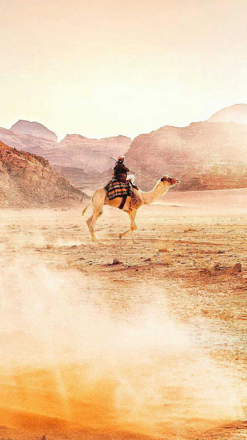 Camel, animal, desert, nature, sahara, HD phone wallpaper