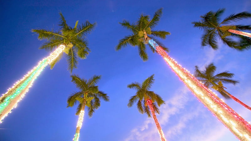 Christmas Palm Trees, graphy, christmas, abstract, lights, palm trees, HD wallpaper