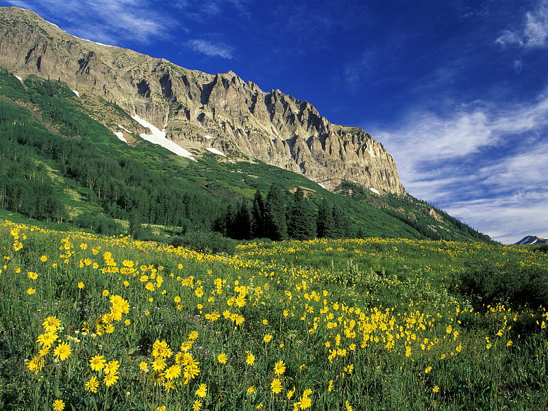 Alpine-Meadow, flowers, mountains, meadow, HD wallpaper
