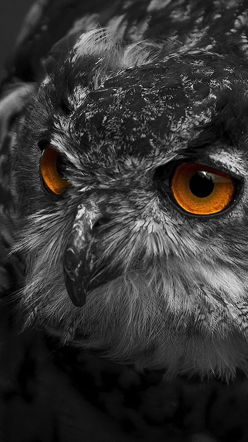 Owl eyes, ow, theme, HD phone wallpaper | Peakpx