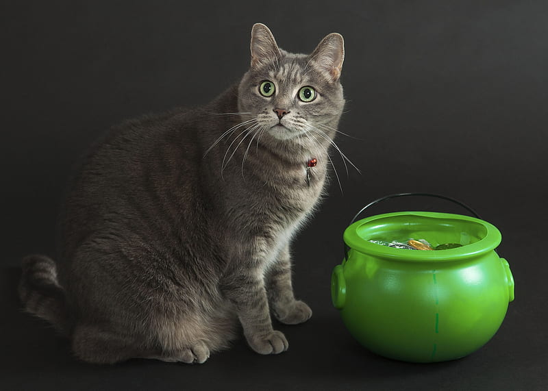 Some luck today?, green, day, pot, funny, cat, st patrick, animal, pisica, HD wallpaper