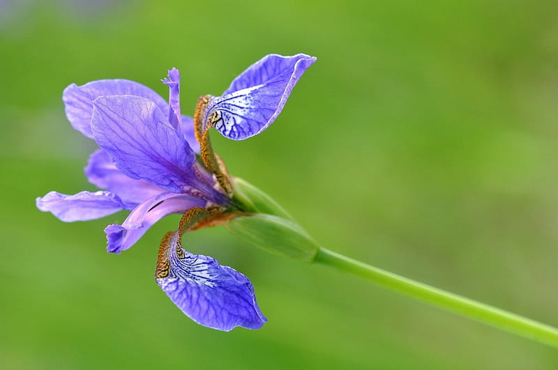 Iris, purple, green, flower, nature, pink, HD wallpaper