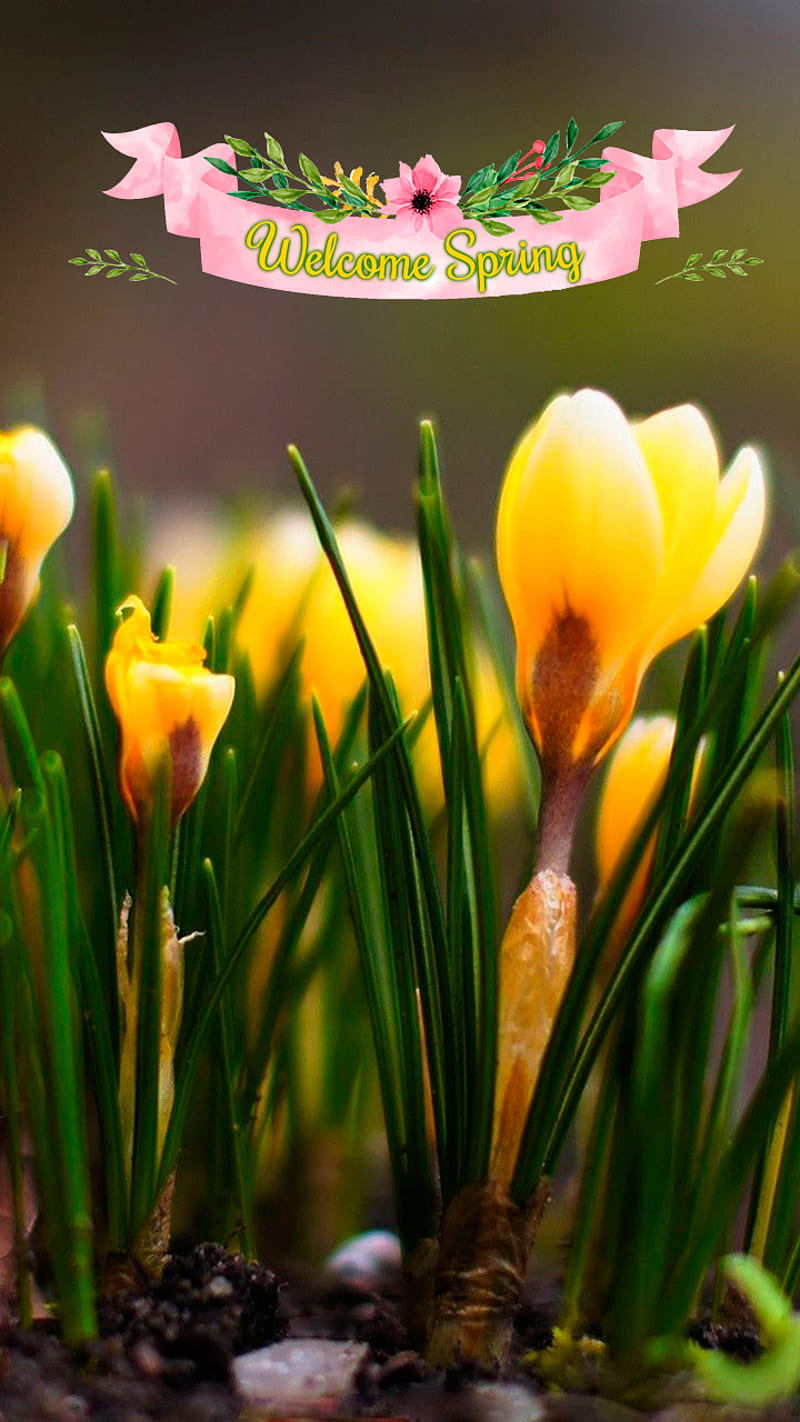 welcome Spring, crocus, flora, good morning, macro, ribbon, spring, yellow, HD phone wallpaper