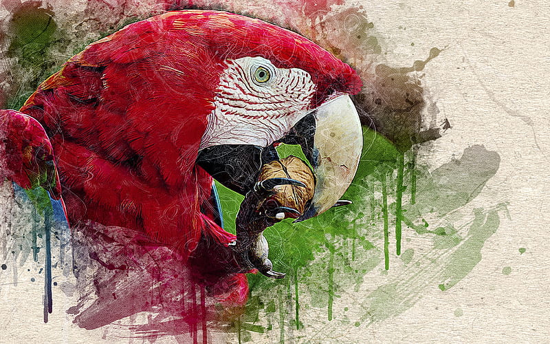 Head of a parrot, red, art, luminos, pasare, parrot, ara, fantasy, bird, papagal, HD wallpaper