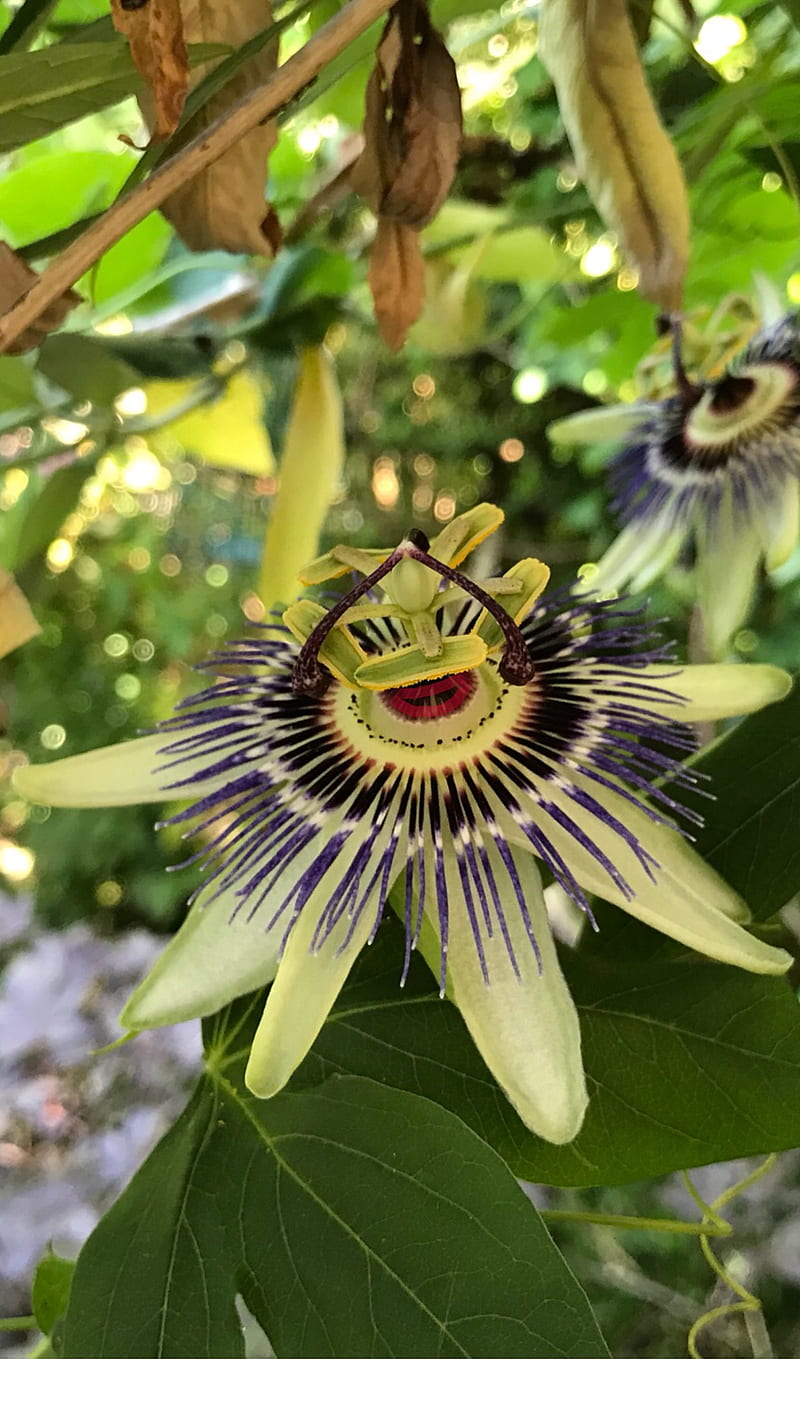 Happy flower, laughing flower, passion flower, HD phone wallpaper