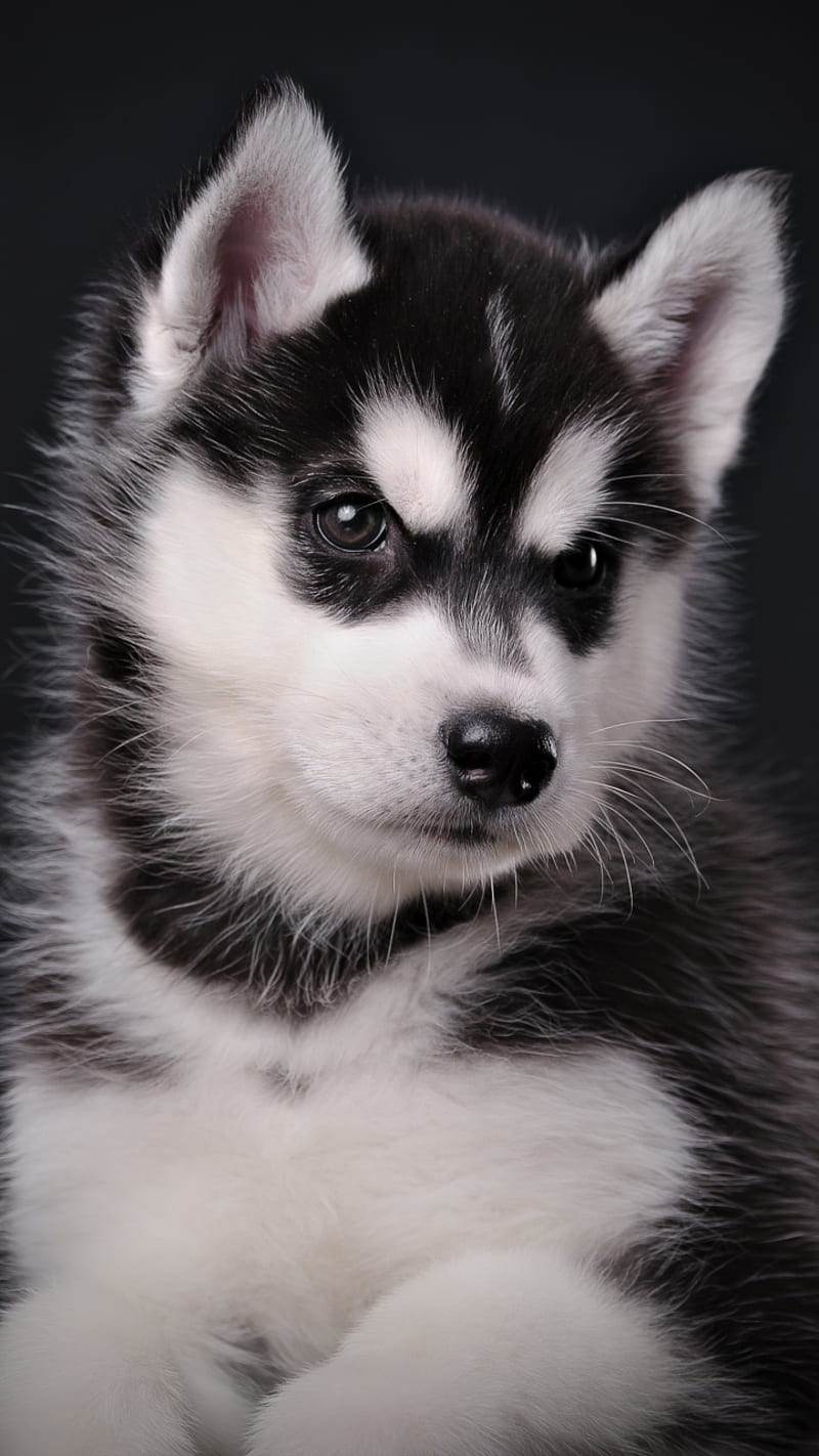Husky Puppy, dog, cute, puppies, sweet, funny, HD phone wallpaper