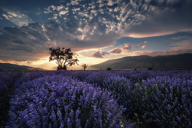 Lavender fields dawn, lavender, clouds, magic nights, nice, scenario, dawn, sky, silhouette, trees, cool, purple, awesome, violet, landscape, scenic, plantaion, panoramic view, bonito, lavendula, phtography, fields, scenery, amazing, view, plantation, agriculture, petals, nature, natural, scene, HD wallpaper