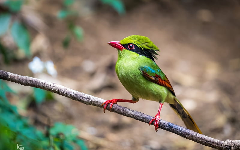 Bird, cute, red, exotic, green, pasare, HD wallpaper