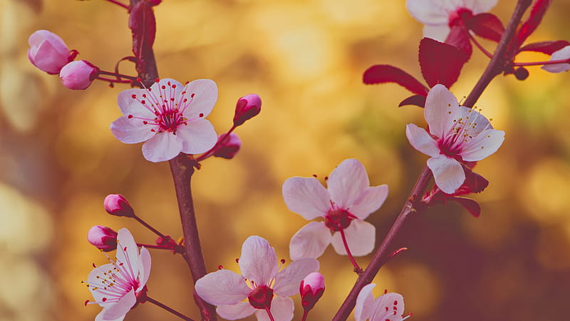 Pink Blossom Flowers Branches In Blur Background Flowers, HD wallpaper
