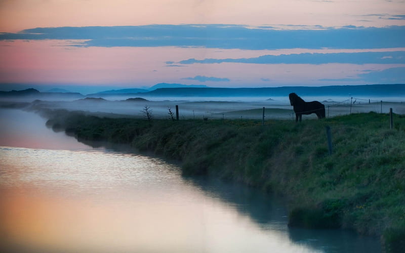 horse landscape-Amazing Horse theme, HD wallpaper
