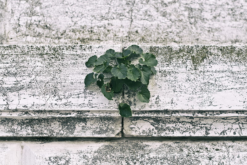 wall, plant, green, leaves, HD wallpaper