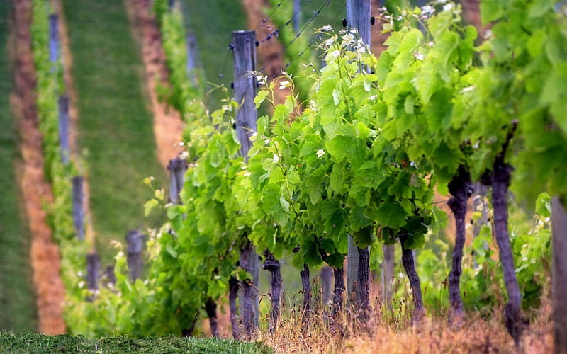 Grape Vines, hilly, field, HD wallpaper