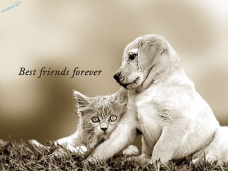 Best Friends Forever, bffs, adorable, cat, cute, siempre, best, kitten,  friends, HD wallpaper | Peakpx