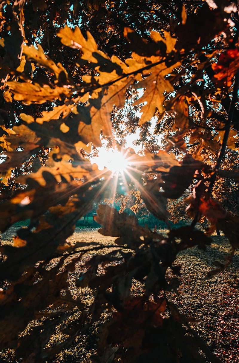 branches, leaves, sun, sunlight, rays, HD phone wallpaper
