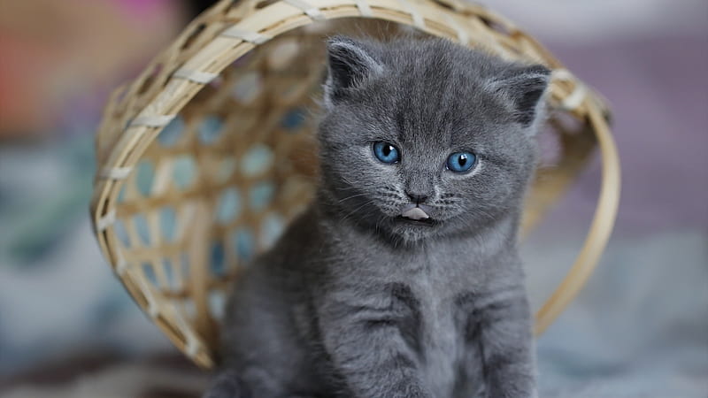 Blue Eyes Ash Cat Kitten Is Having Bamboo Basket On Head Cat, HD wallpaper