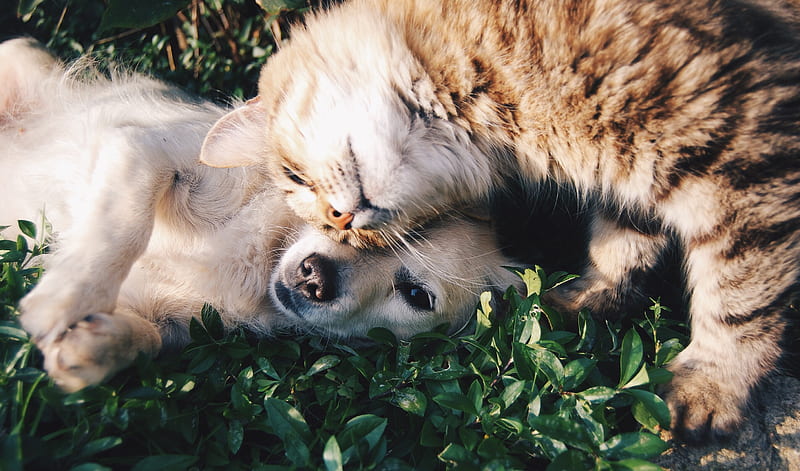 white dog and gray cat hugging each other on grass, HD wallpaper