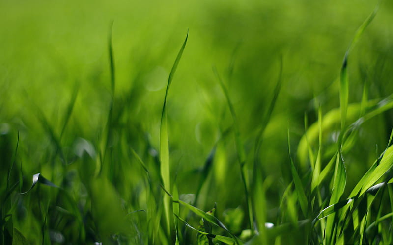 green grass-wonderful natural scenery, HD wallpaper
