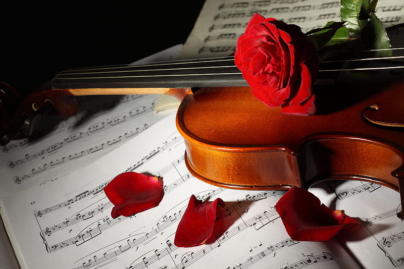 Rose, pretty, violin, romantic, bonito, roses, red rose, still life, flowers, nature, petals, HD wallpaper