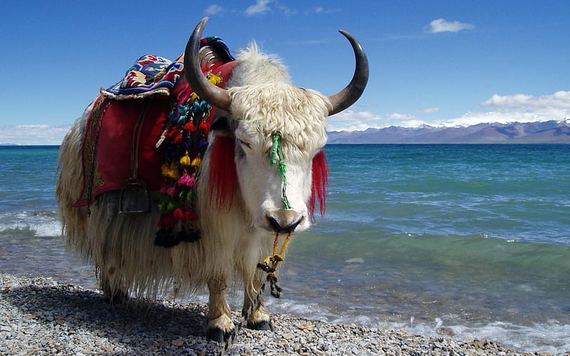 yak, beach, ocean, animal, HD wallpaper yak, beach, ocean, animal, HD wallpaper