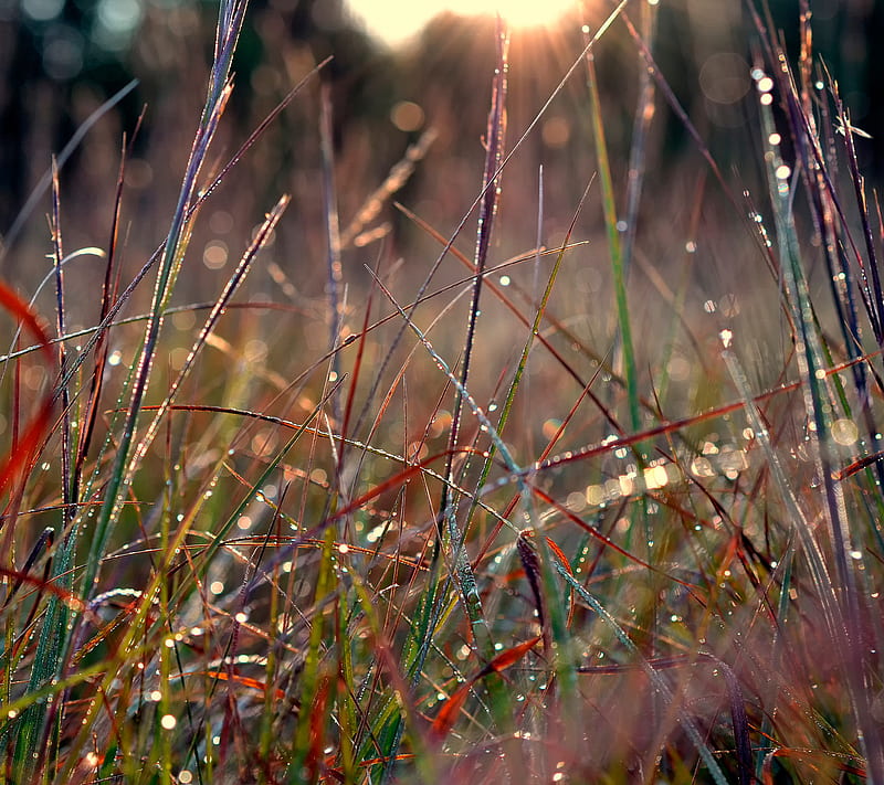 Grass, dew, morning, nature, wet, HD wallpaper